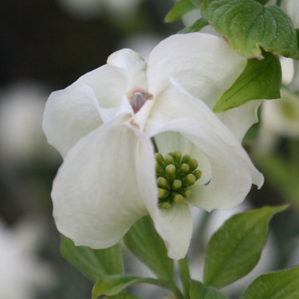 Cornus florida Cloud Nine