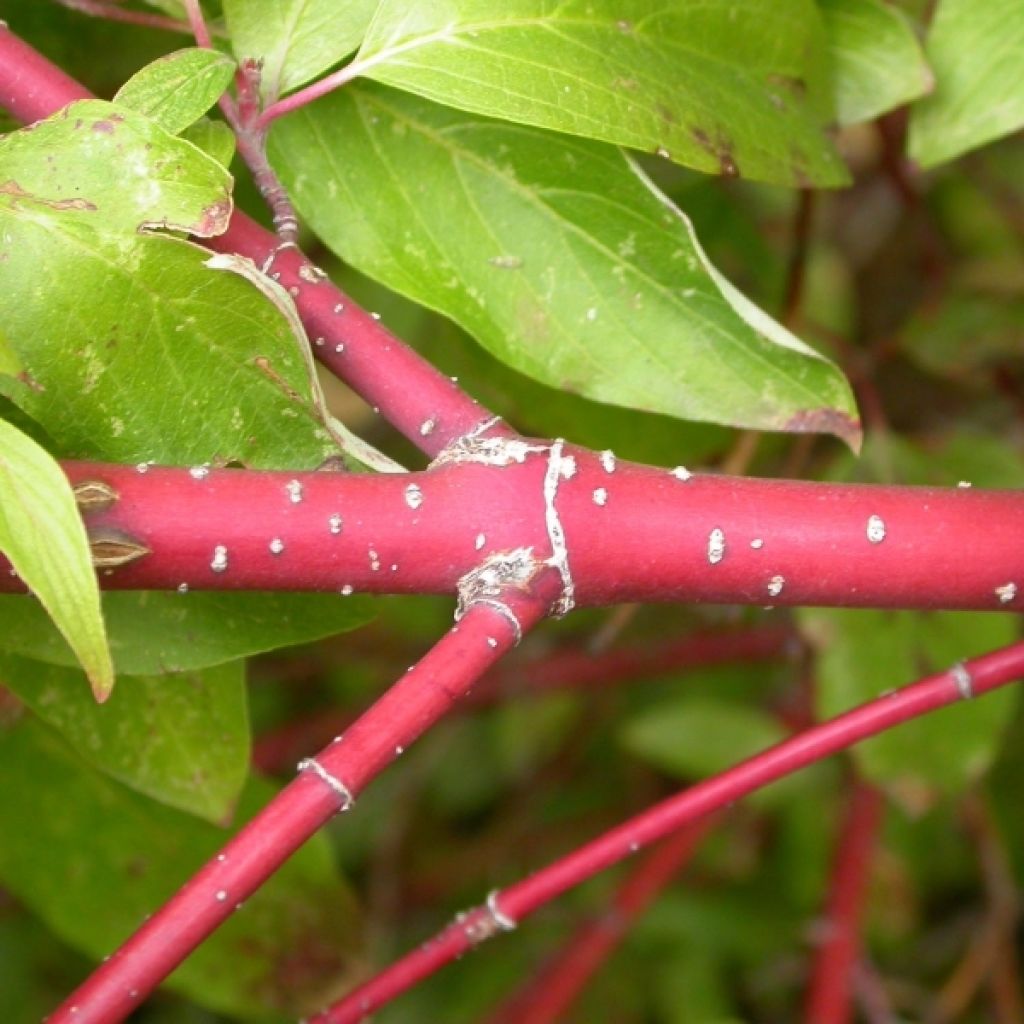 Cornus sericea Kelseyi