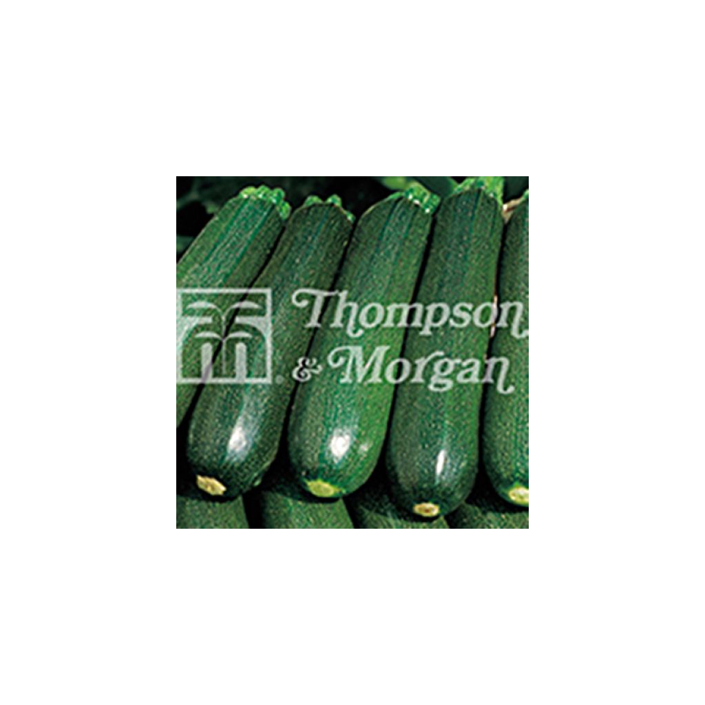 Zucchino Venus F1