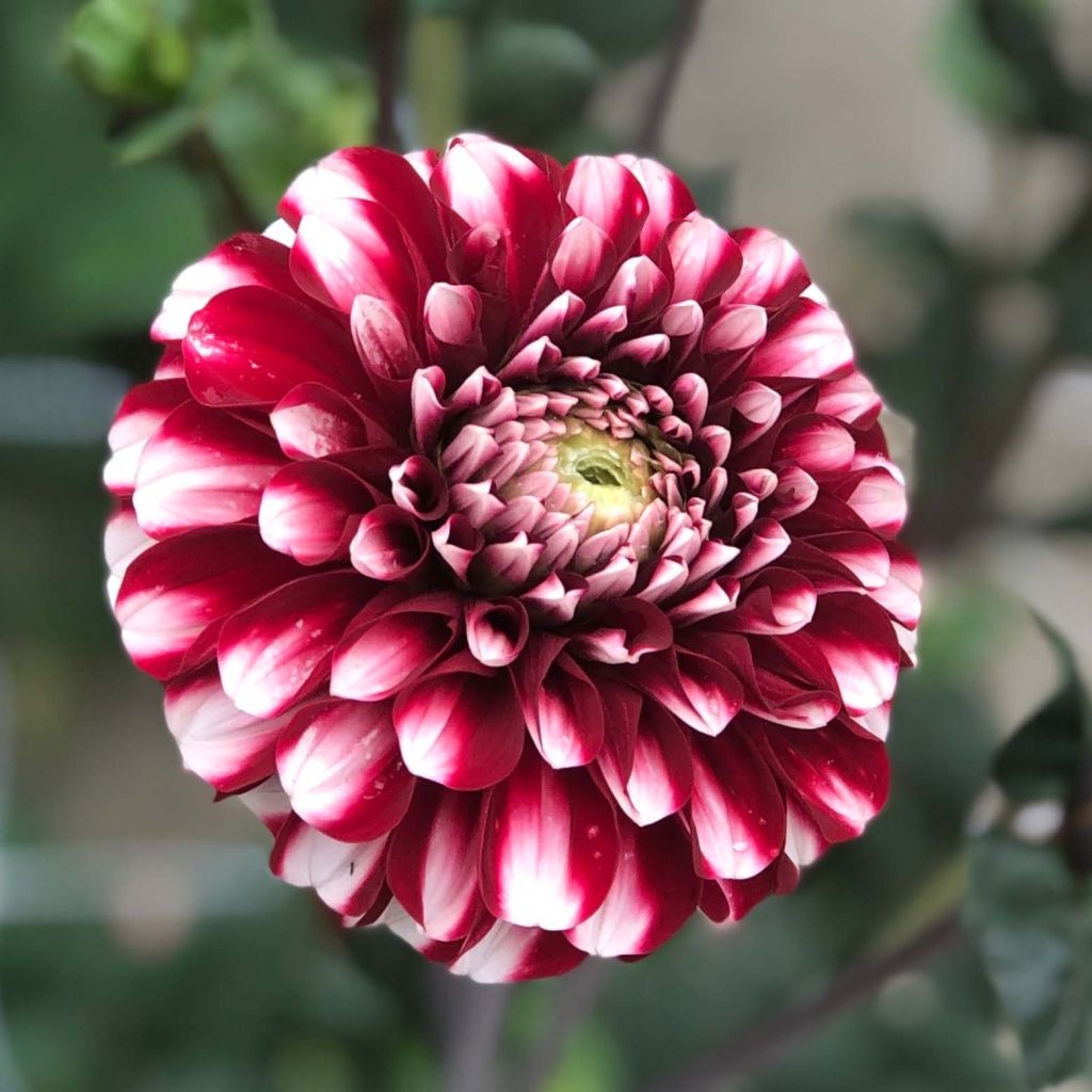 Dalia ball Cum Laude
