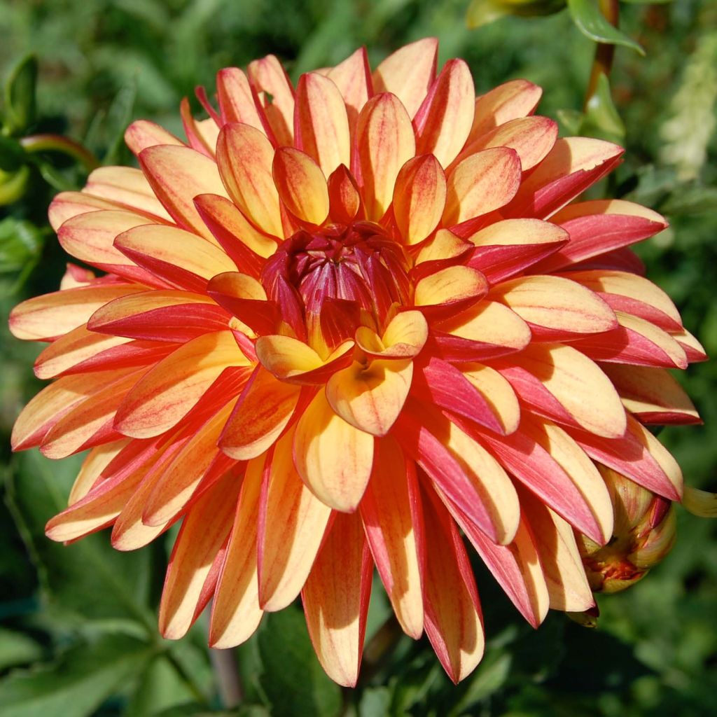 Dalia decorativa Crazy Legs