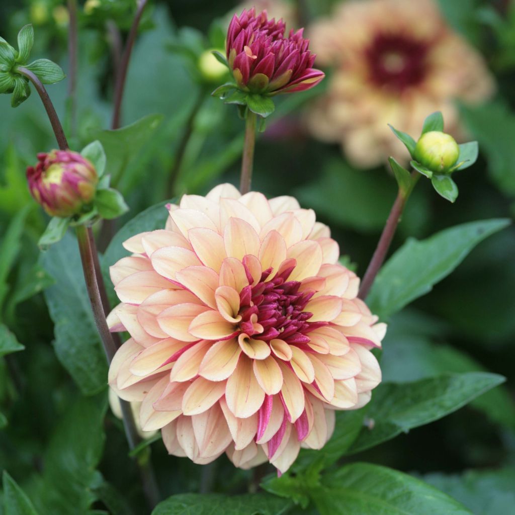 Dalia decorativa Crème de Cognac