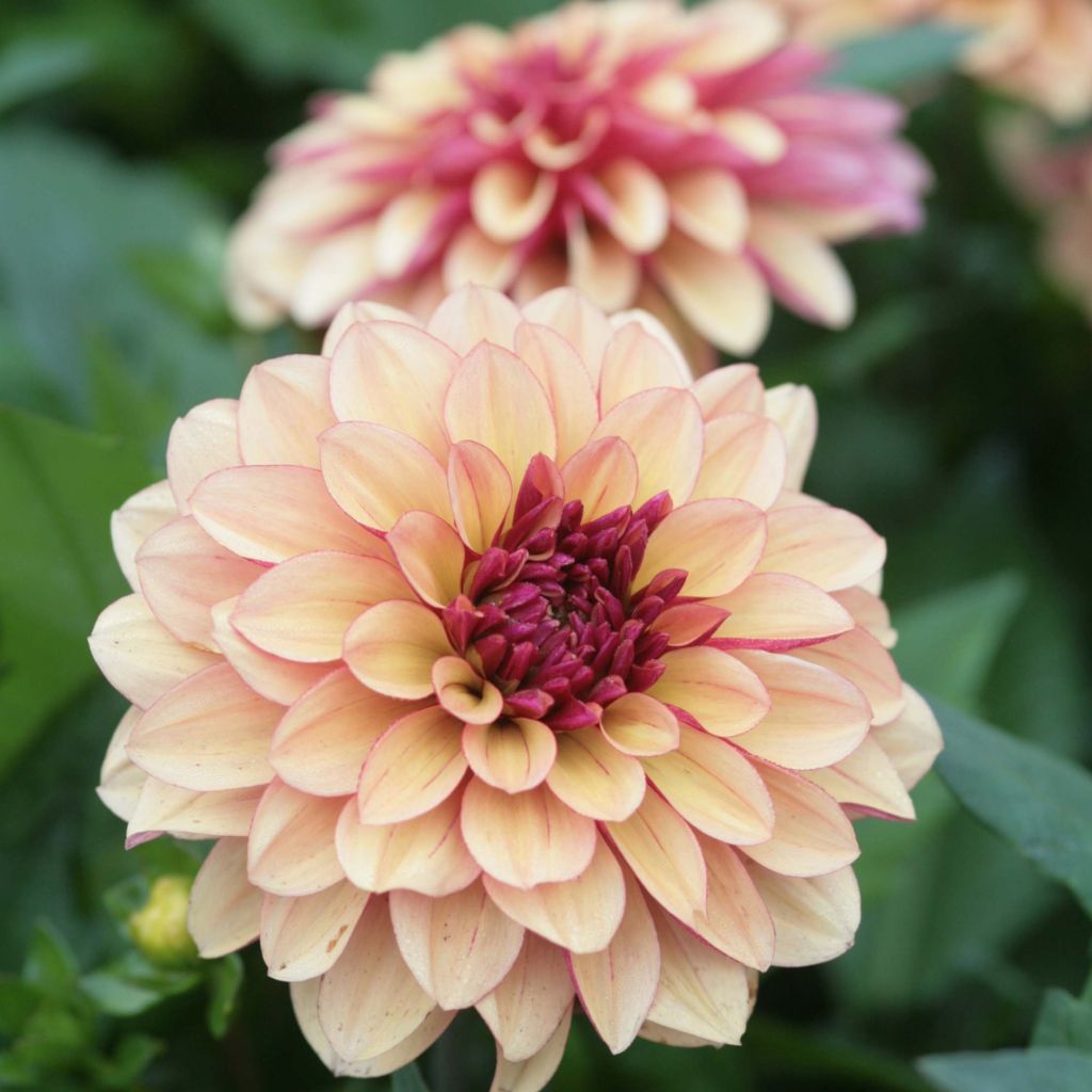 Dalia decorativa Crème de Cognac