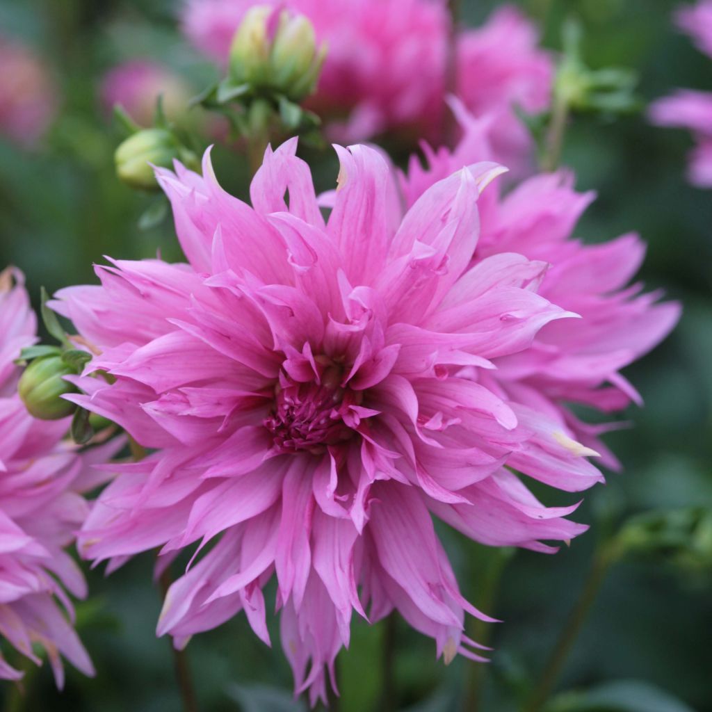 Dalia decorativa Frizzle Sizzle