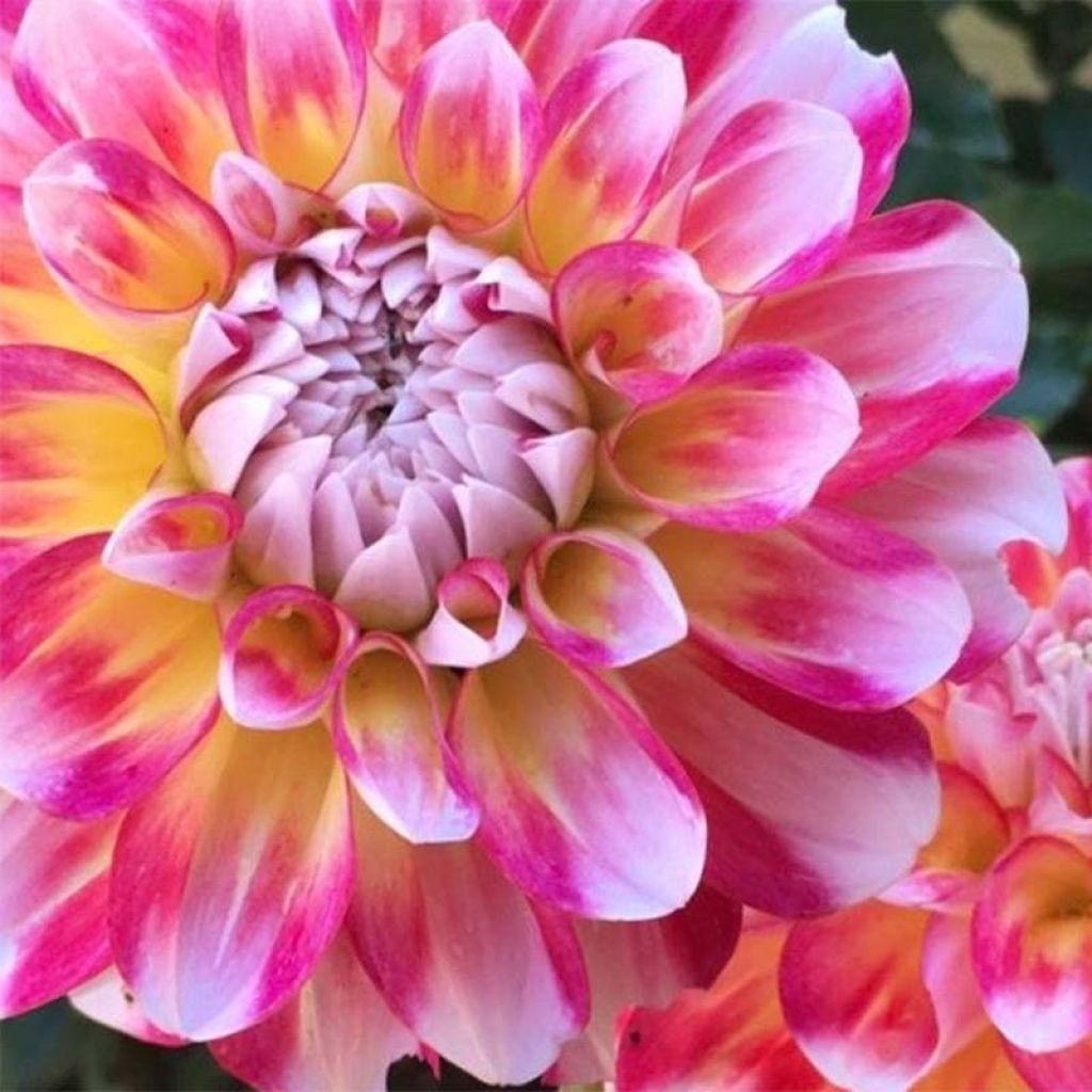Dalia decorativa Hawaii