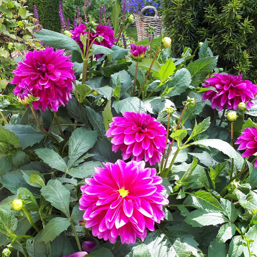 Dalia decorativa Le Baron