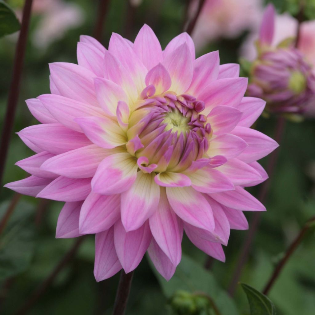 Dalia Miss Delilah