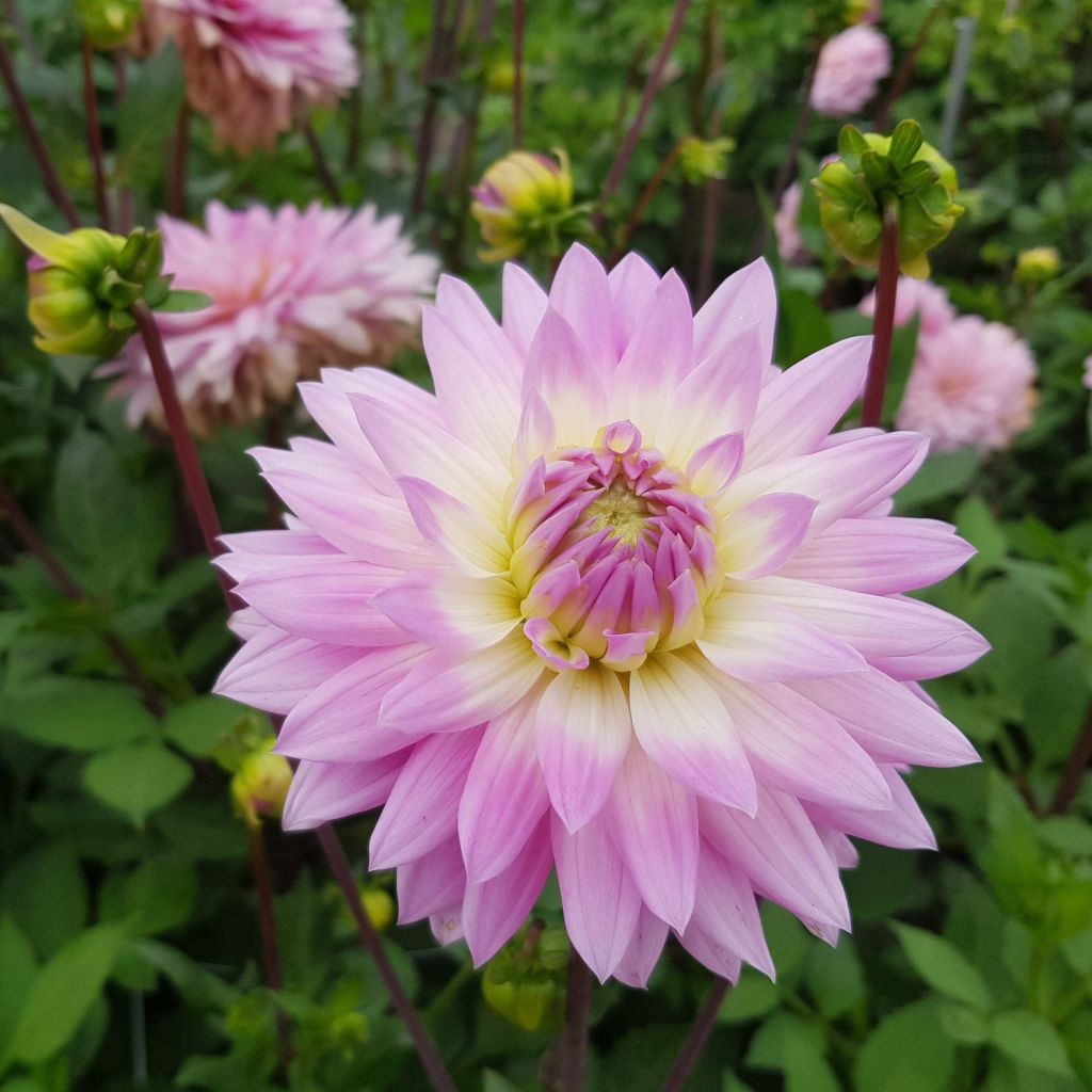 Dalia Miss Delilah