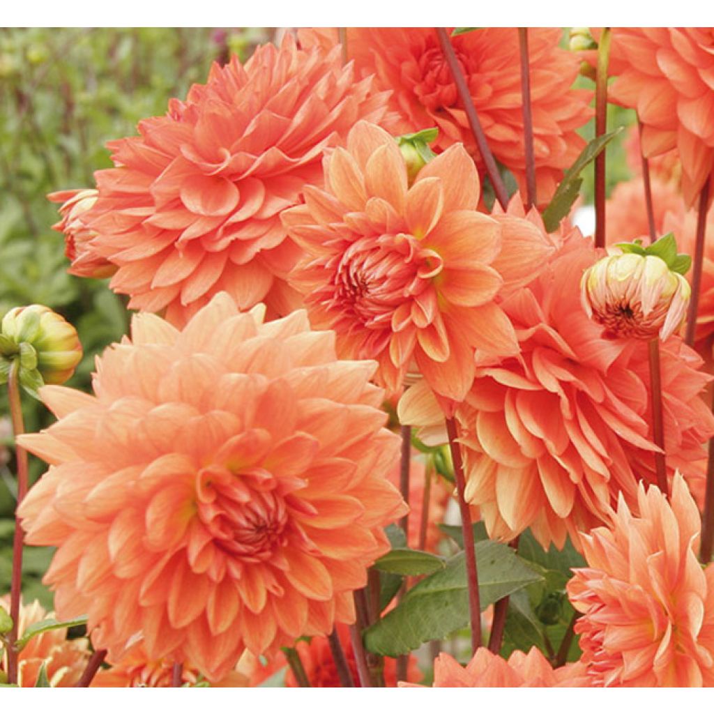 Dahlia Zsa Zsa