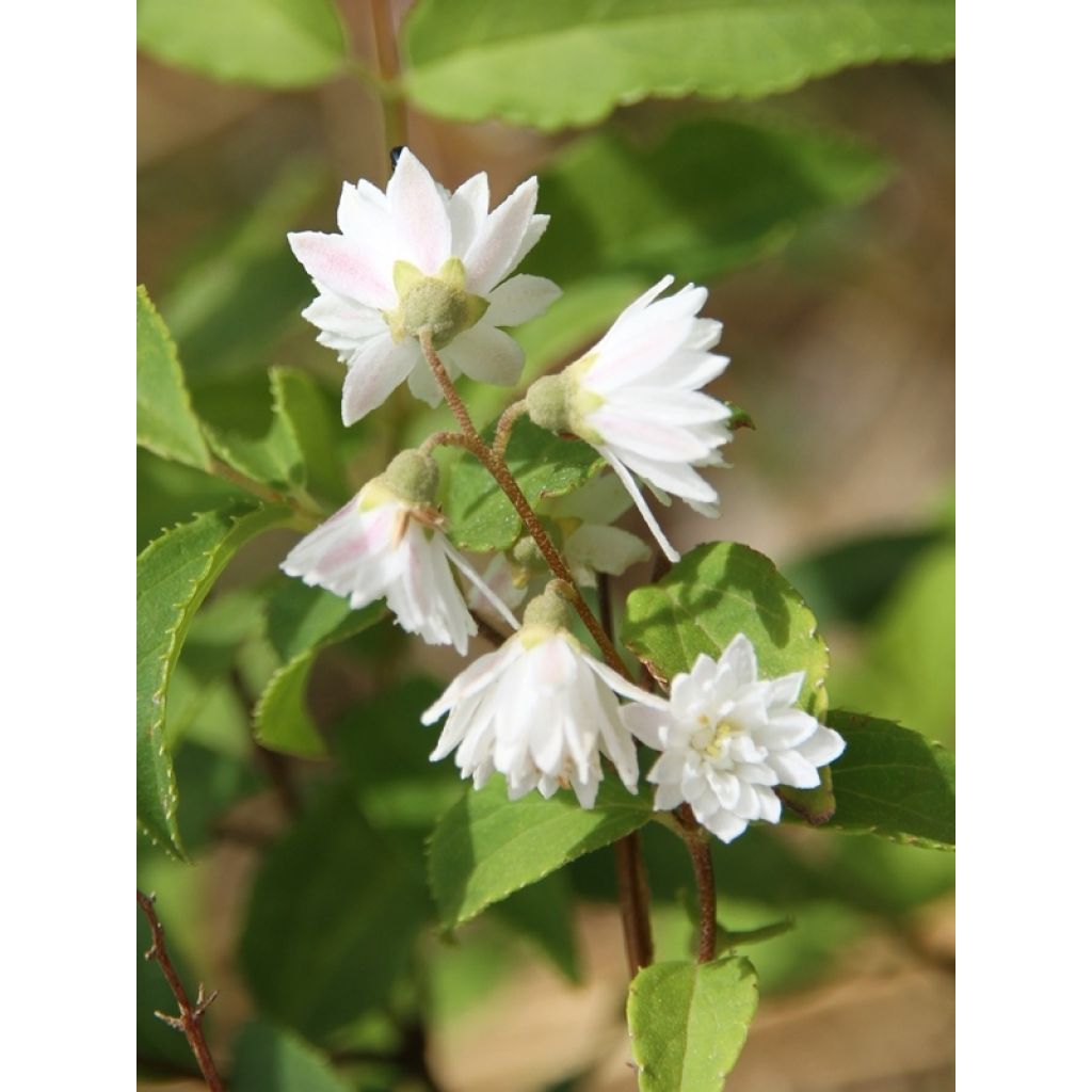 Deutzia crenata Pride of Rochester