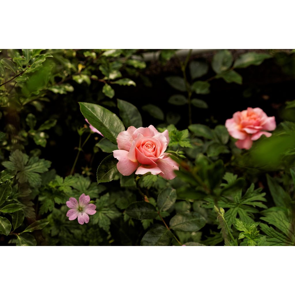 Rosa Floribunda Botticelli