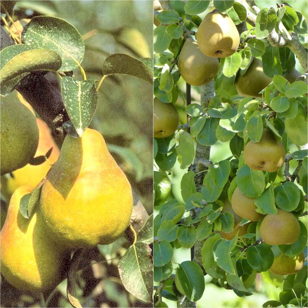 Duo impollinatore di Pero Bio per una raccolta scalare
