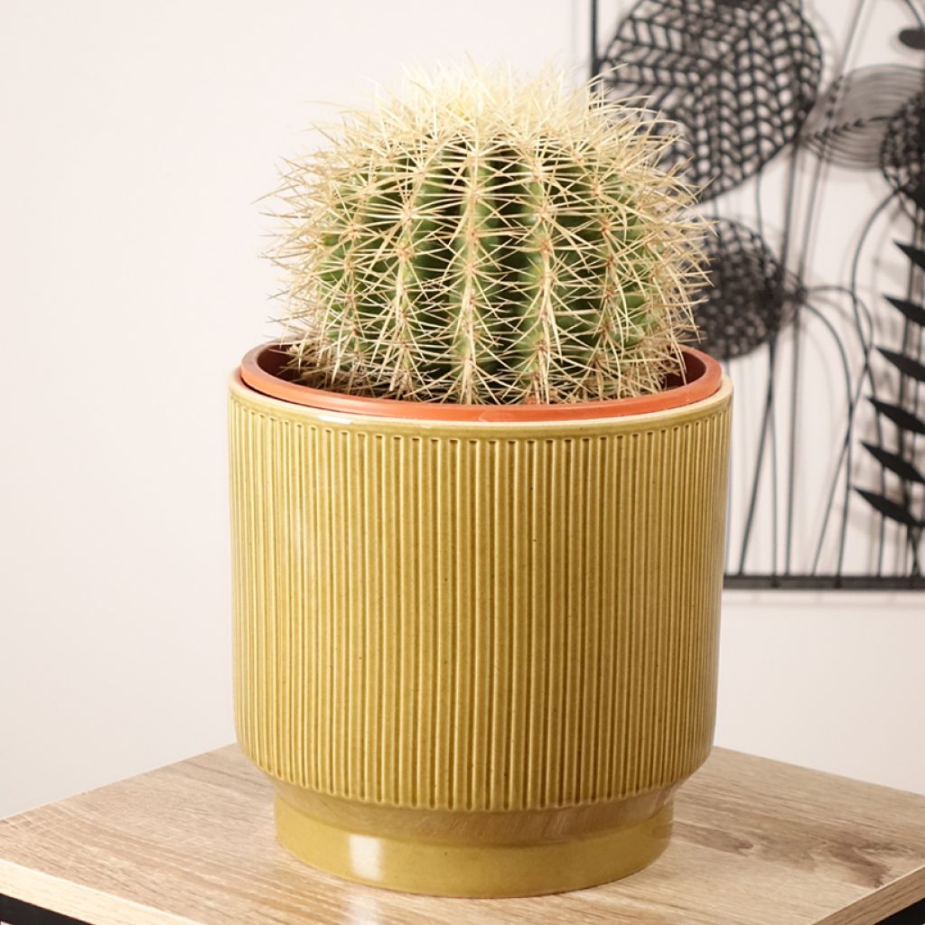 Echinocactus grusonii var. albispinus