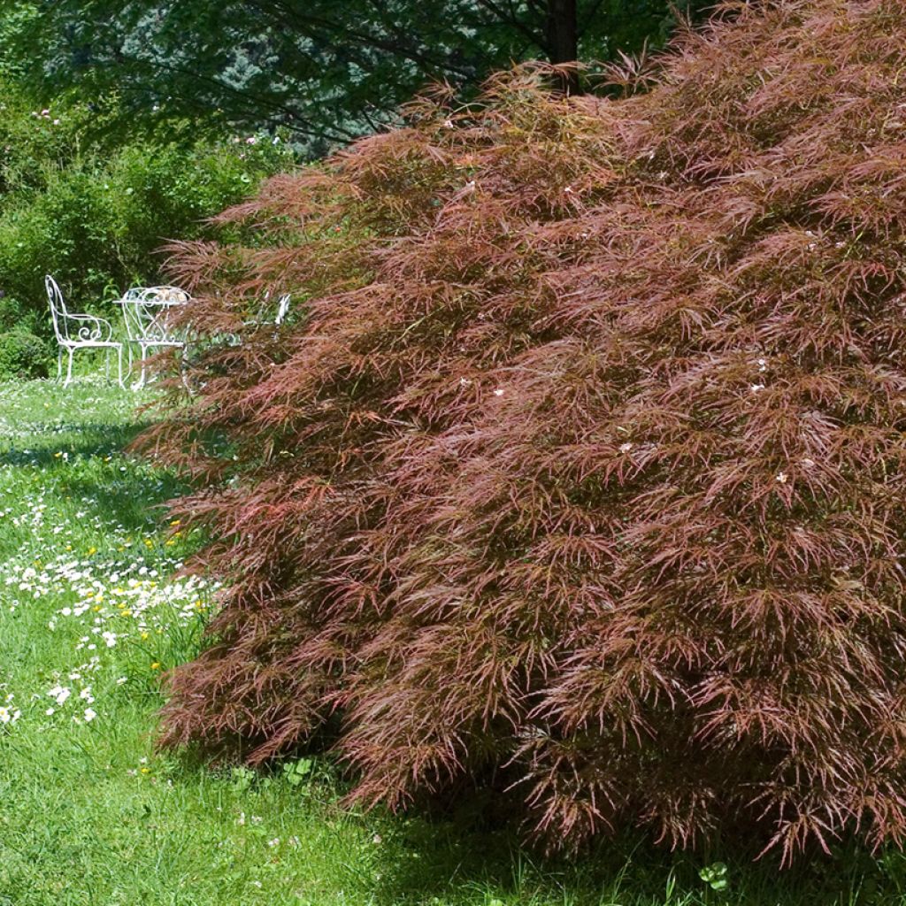 Acer palmatum Dissectum Garnet - Acero giapponese