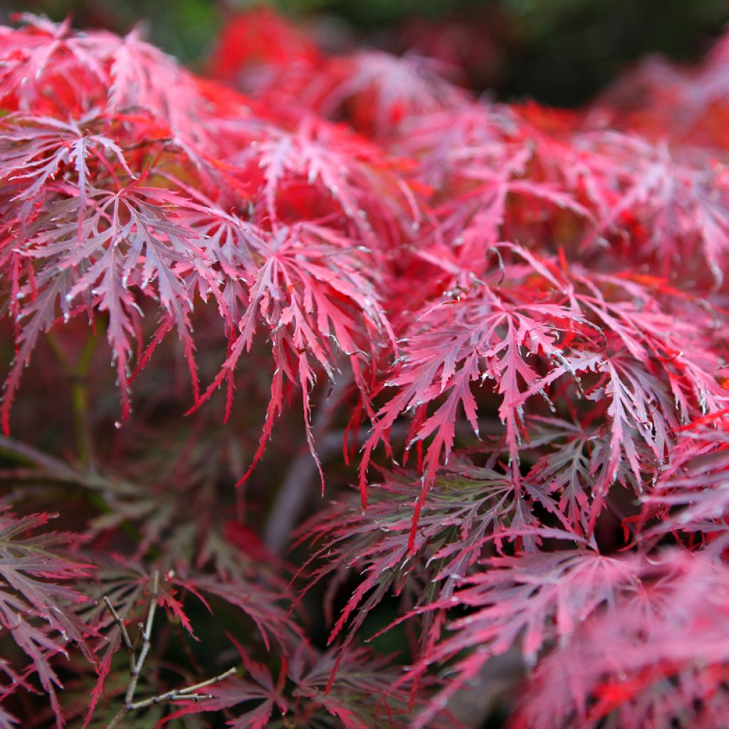 Acer palmatum Dissectum Garnet - Acero giapponese