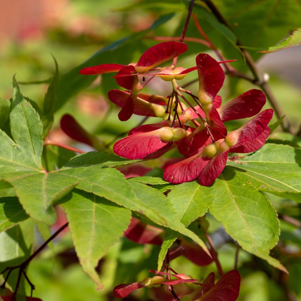 Acer palmatum Osakazuki - Acero giapponese