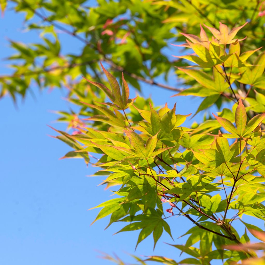 Acer palmatum Osakazuki - Acero giapponese