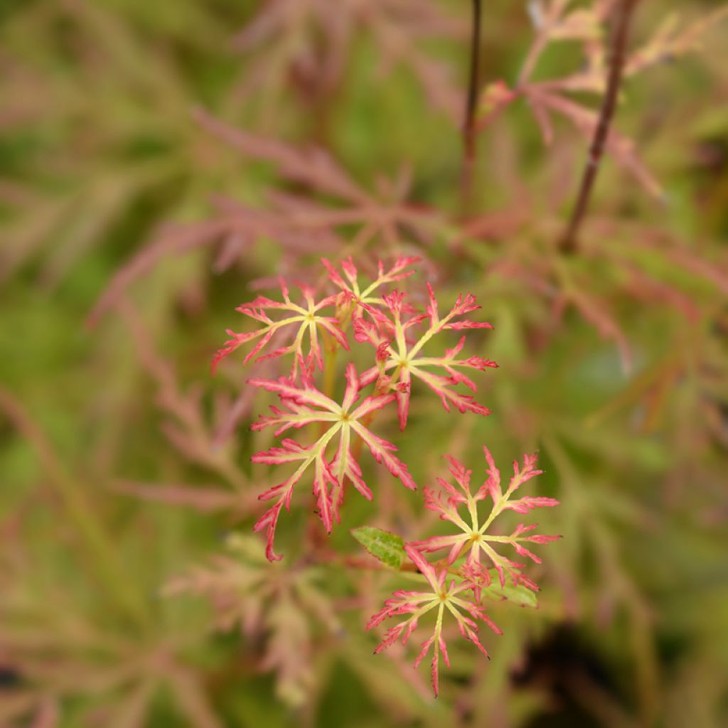 Acer palmatum Seiryu - Acero giapponese