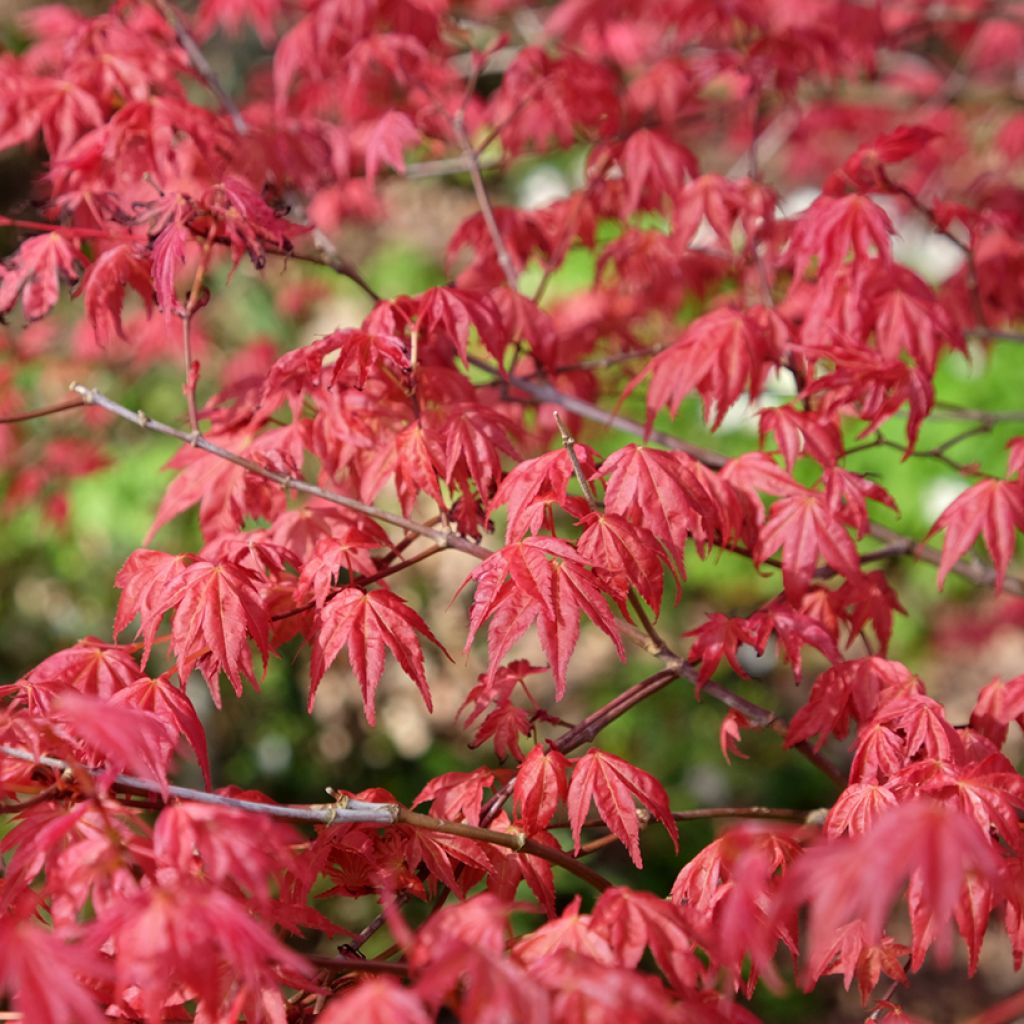Acer palmatum Shindeshojo - Acero giapponese