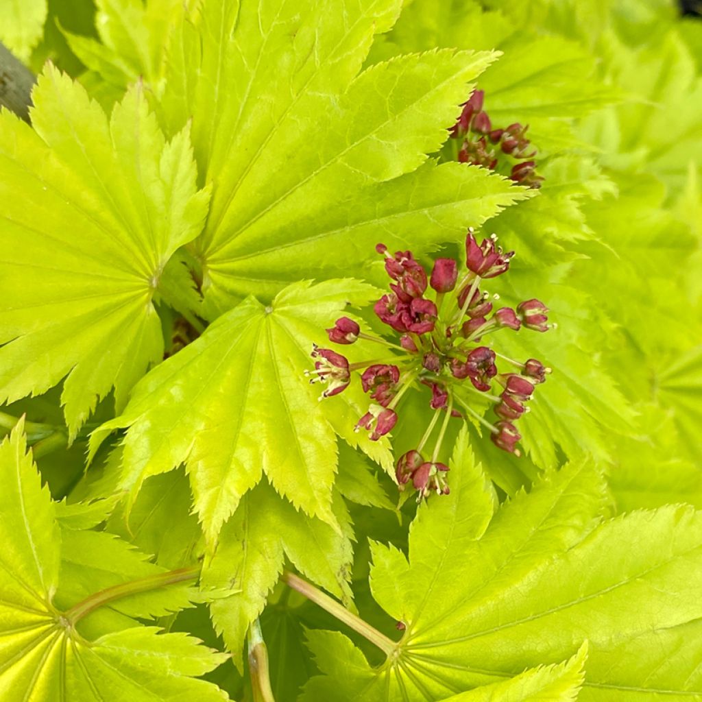 Acer shirasawanum Aureum - Acero giapponese