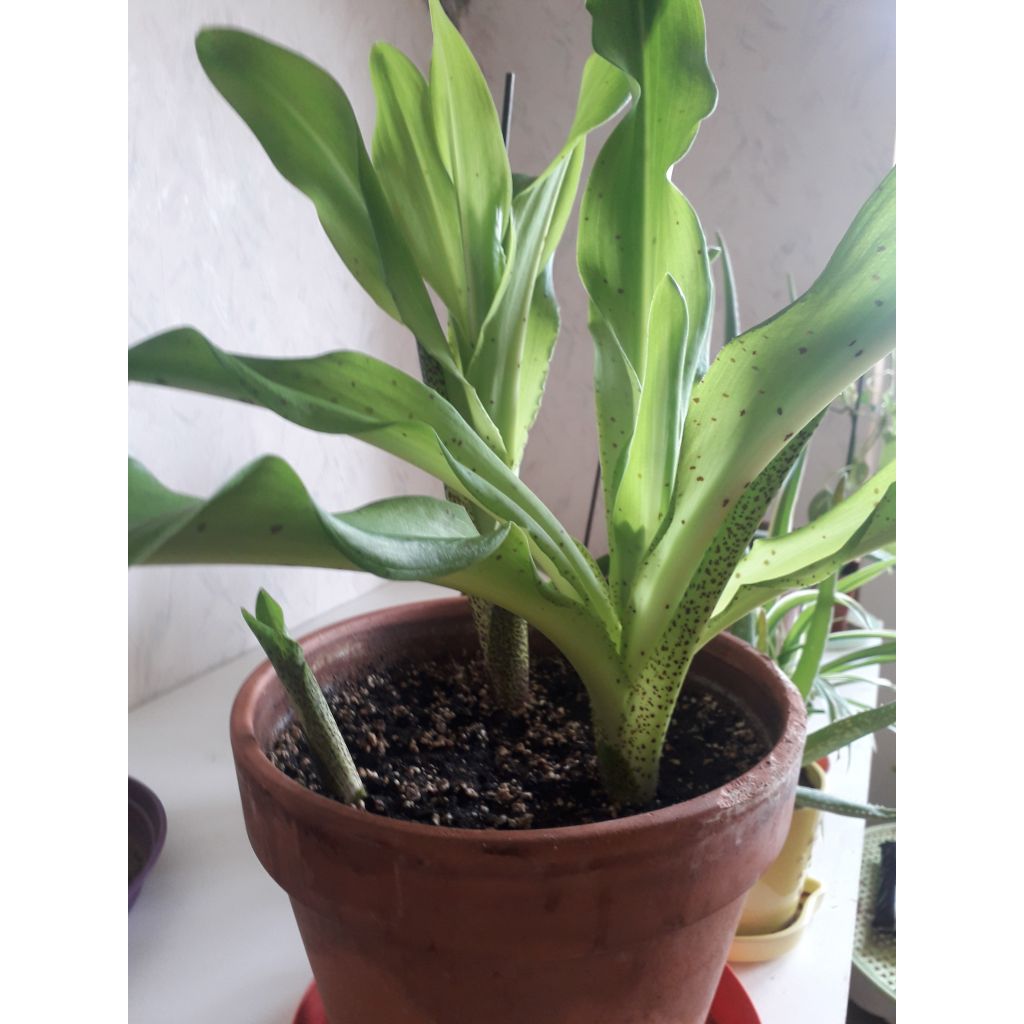 Eucomis bicolor - Giglio di ananas