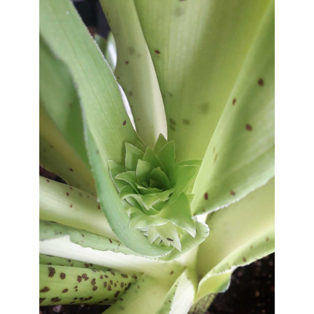 Eucomis bicolor - Giglio di ananas