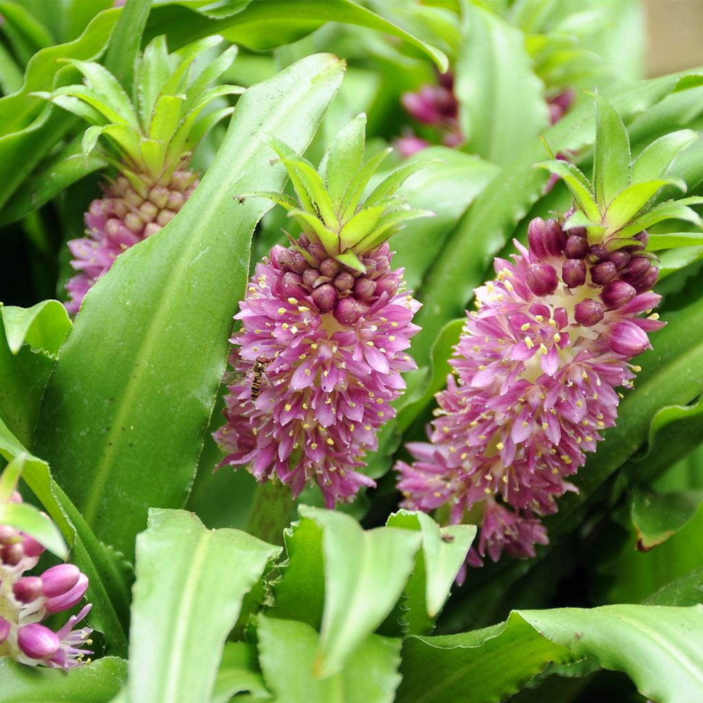 Eucomis comosa Sparkling Burgundy® - Eucomide rose à feuillage pourpre
