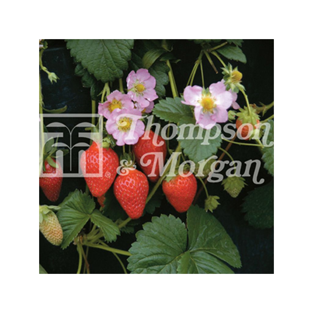 Fragola Florian
