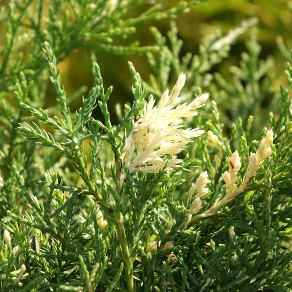 Juniperus pfitzeriana White Splash - Ginepro