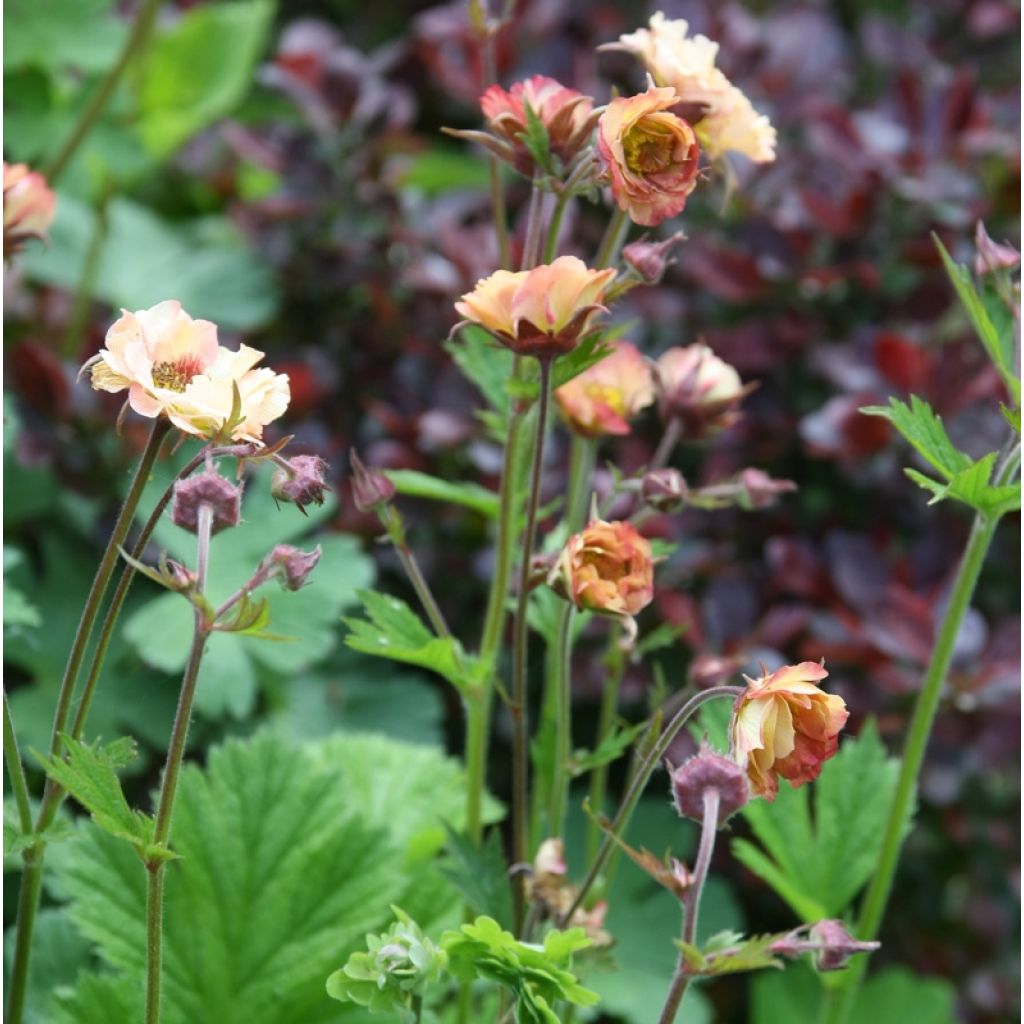 Geum rivale Mai tai