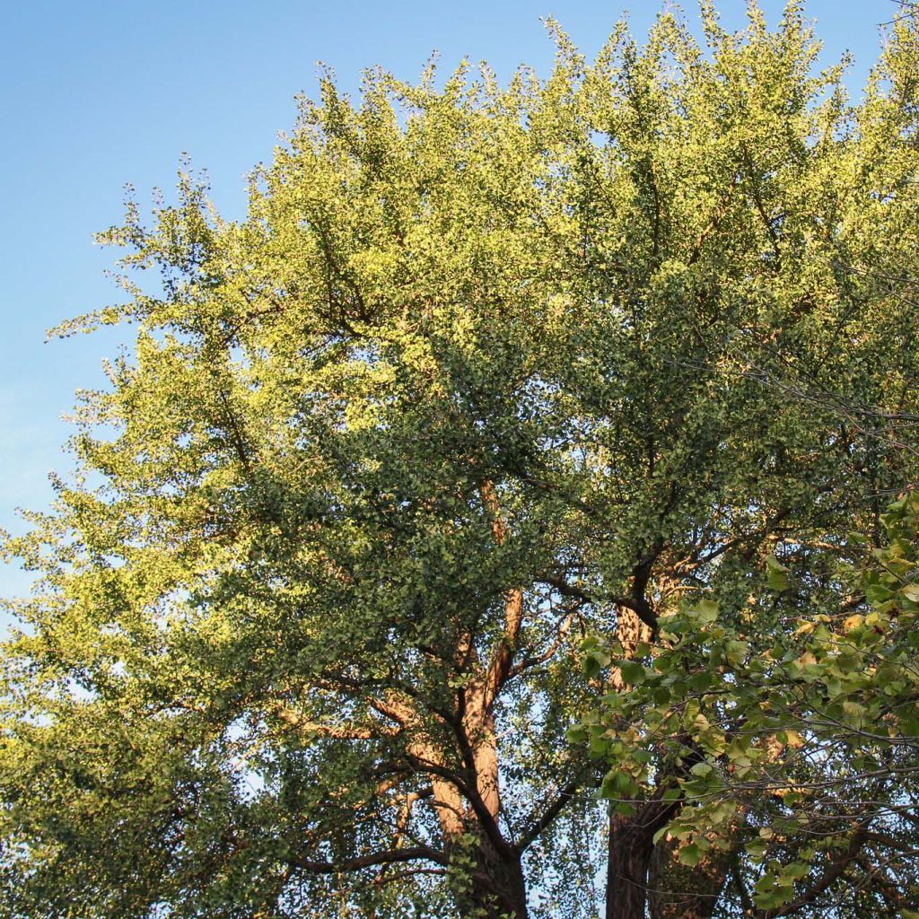 Ginkgo biloba