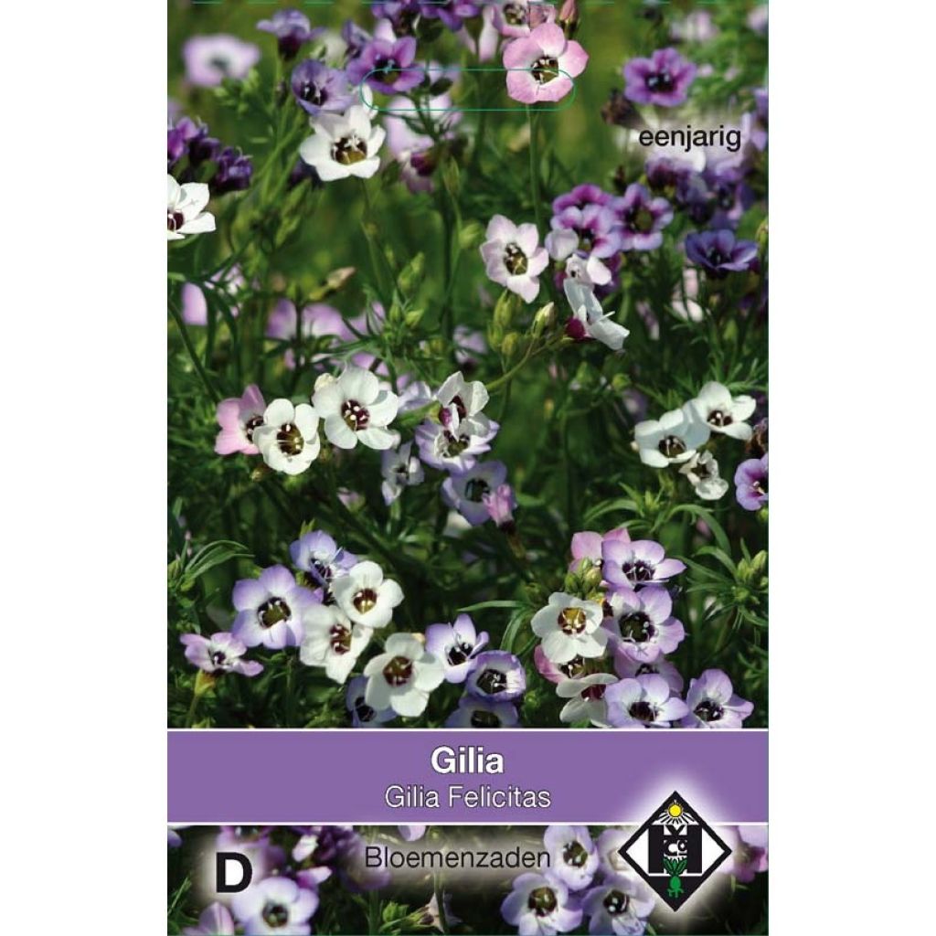 Gilia tricolor Felicitas