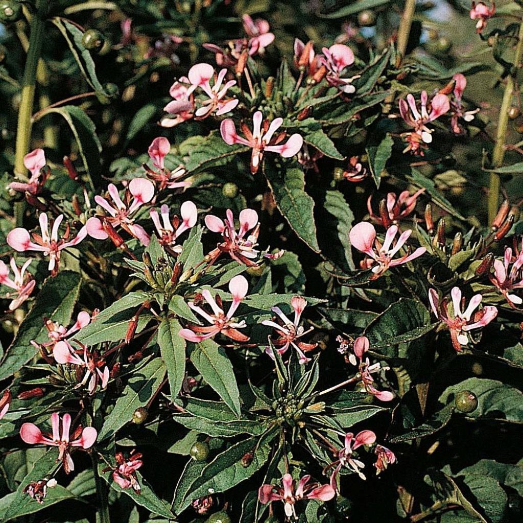 Lopezia cordata Pretty Rose