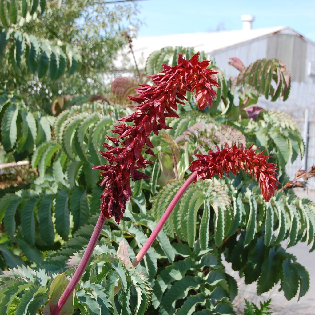 Melianthus major (semi) - Melianto maggiore