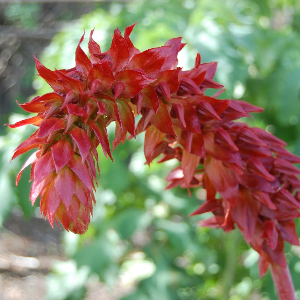 Melianthus major (semi) - Melianto maggiore