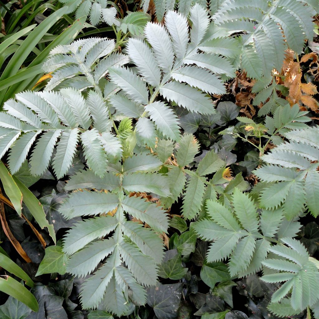 Melianthus major (semi) - Melianto maggiore