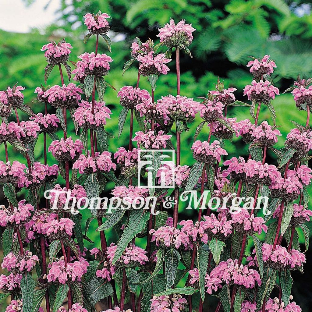 Phlomis tuberosa - Verbasco dalle foglie di salvia