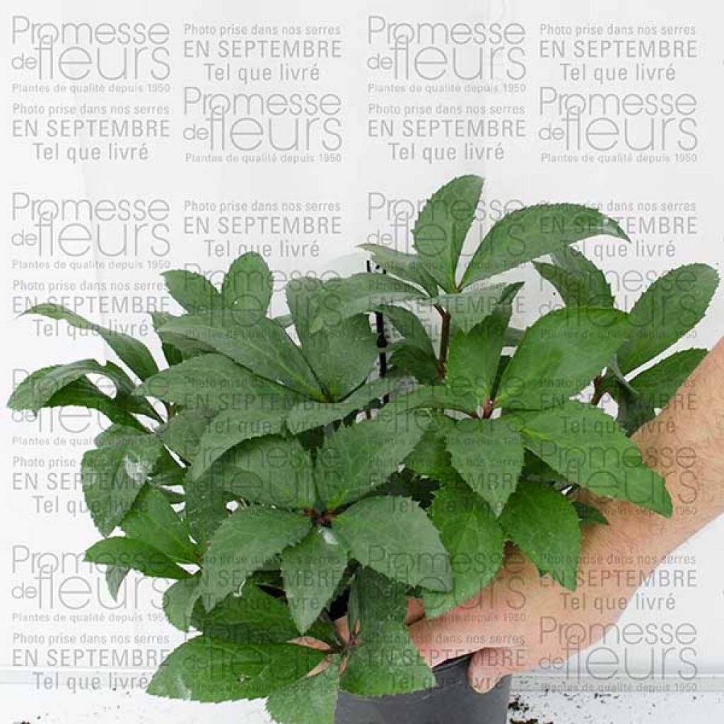 Helleborus nigercors Candy Love - Elleboro