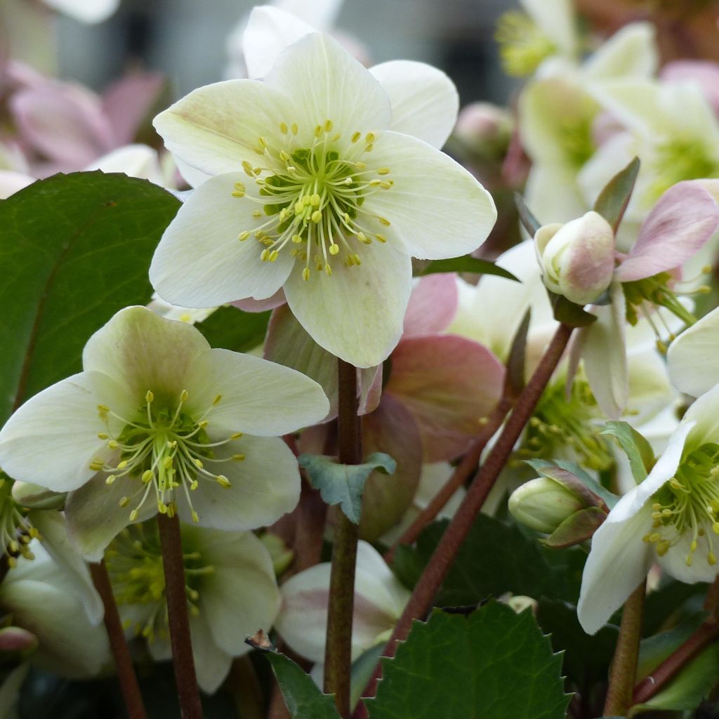 Helleborus nigercors Emma - Elleboro