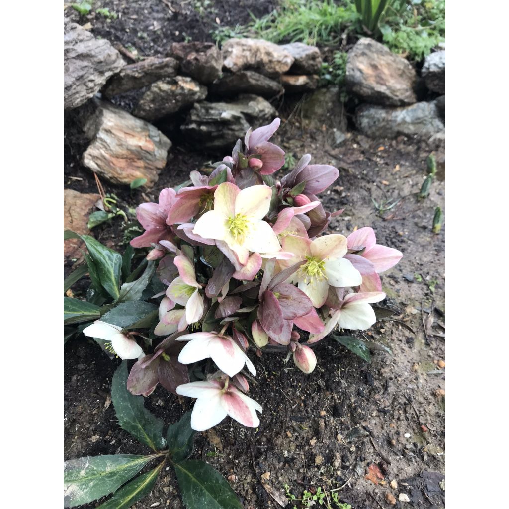 Helleborus nigercors Emma - Elleboro