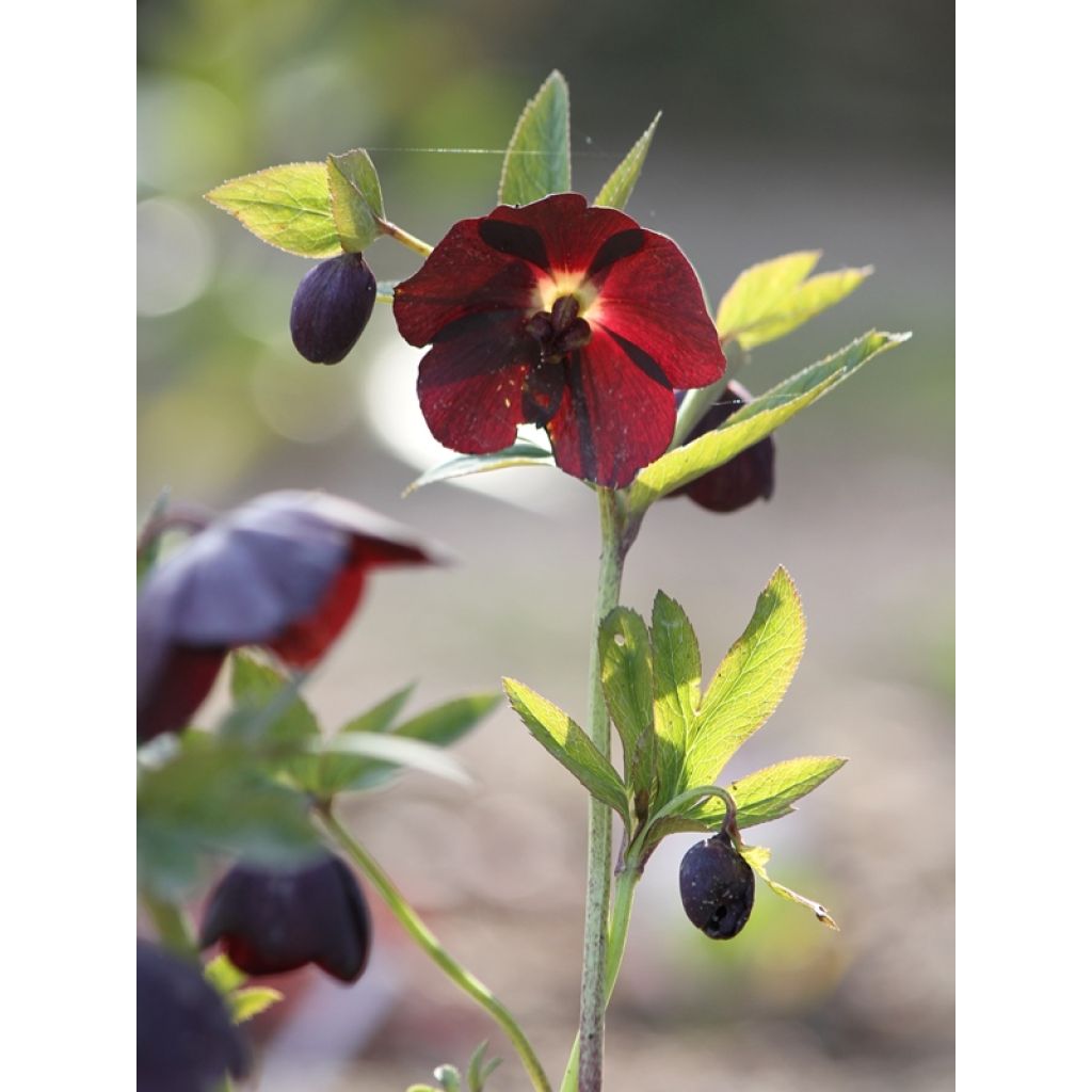 Helleborus Black - Elleboro