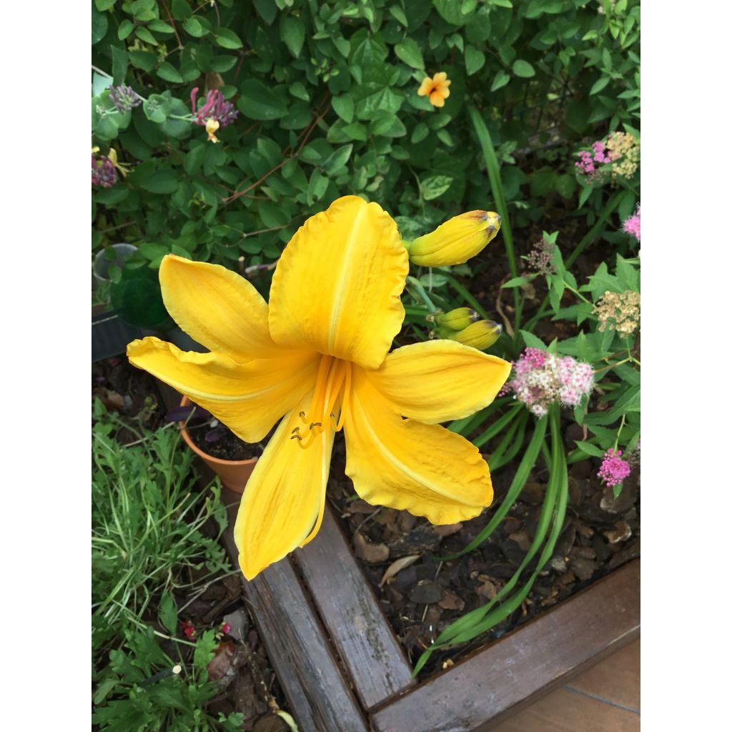 Hemerocallis Cartwheels - Emerocallide