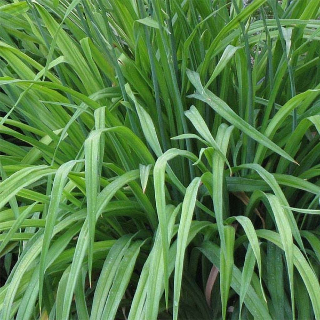 Hemerocallis Indian Giver - Emerocallide