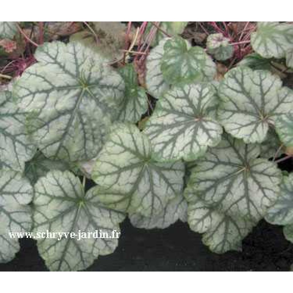 Heuchera Mint Frost