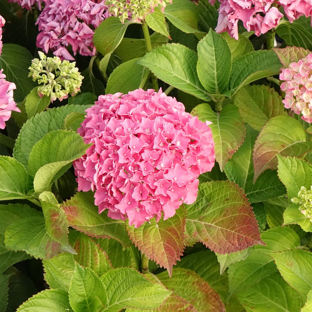 Hydrangea macrophylla Beautensia Spike - Ortensia