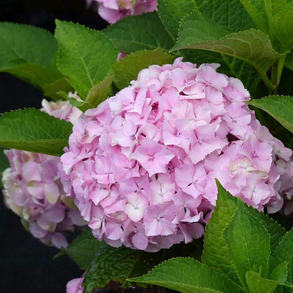 Hydrangea macrophylla Magical Harmony - Ortensia