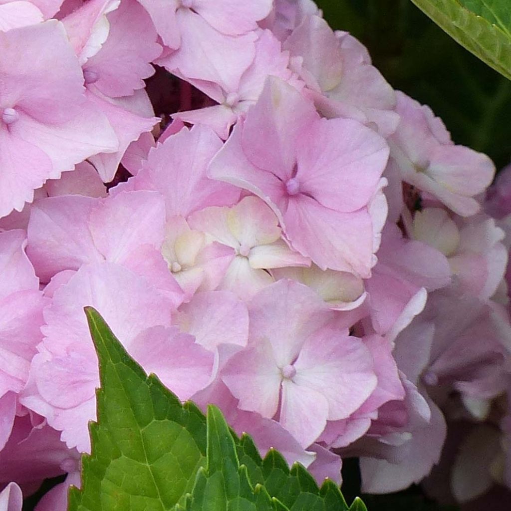 Hydrangea macrophylla Magical Harmony - Ortensia