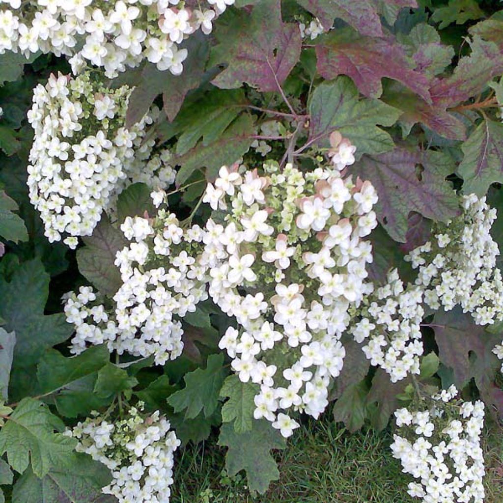 Hydrangea quercifolia Applause - Ortensia a foglie di quercia