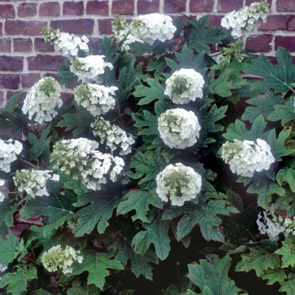 Hydrangea quercifolia Applause - Ortensia a foglie di quercia