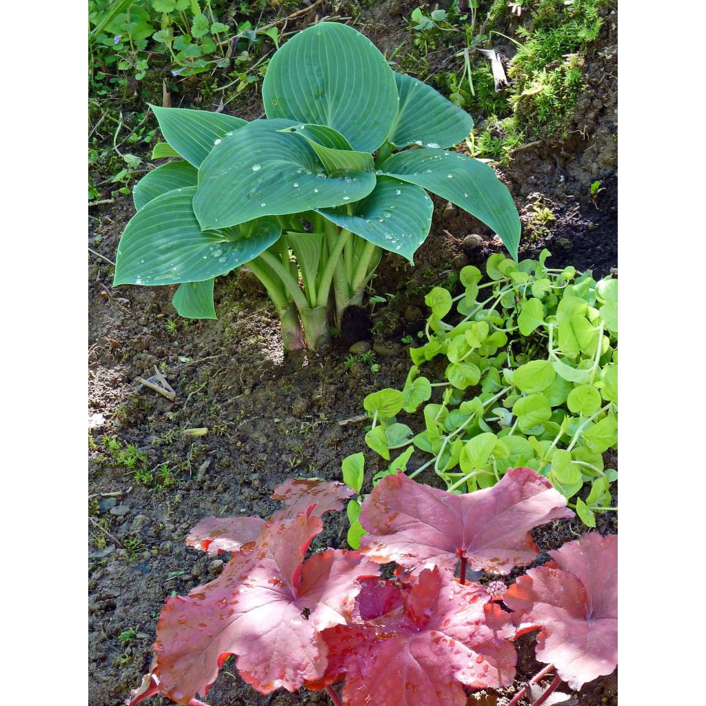 Hosta tardiana Halcyon